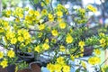 Yellow apricot flowers blooming branches fragrant petals