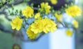 Yellow apricot flowers blooming branches fragrant petals