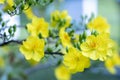 Yellow apricot flowers blooming branches fragrant petals