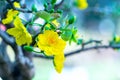 Yellow apricot flowers blooming branches fragrant petals