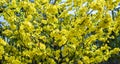 Yellow apricot flowers blooming branches fragrant petals