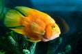 Yellow aquarium fish near corals Royalty Free Stock Photo