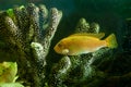 Yellow aquarium fish near corals Royalty Free Stock Photo