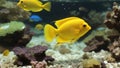 yellow Aquarium fish