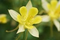 Yellow Aquilegia Royalty Free Stock Photo
