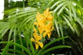 Yellow aranda super yellow orchid flower in Singapore Royalty Free Stock Photo