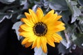 Yellow Arctotis Daisy Flower Royalty Free Stock Photo
