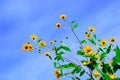 Yellow Arctotis flowers against the blue sky in afternoon. View from below Royalty Free Stock Photo