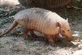 Yellow armadillo Euphractus sexcinctus isolated over the ground. endangered species Royalty Free Stock Photo