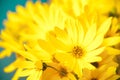 Yellow Arnica flowers postcard. Royalty Free Stock Photo