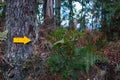 Yellow arrow on tree on ancient footpath Camino de Santiago, Spain. Travel and pilgrimage concept. Destination sign.