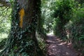 Yellow arrow on a tree trunk on the `Camino Primitivo`, the pilgrimage route to Santiago Royalty Free Stock Photo