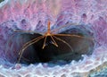 Yellow arrowline crab pink sponge,utila,honduras