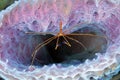 Yellow arrowline crab pink sponge,utila,honduras