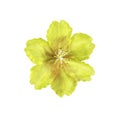 Yellow artifical flower isolated
