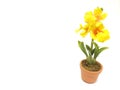 Yellow Artificial Orchid at The Corner of White Background