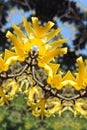 Yellow artisanal flowers on branches art effect of bifurcation reflection