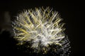 Yellow Artistic Fireworks Royalty Free Stock Photo