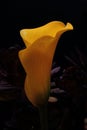 A yellow Arum lily Royalty Free Stock Photo