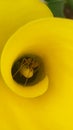 Yellow Arum Lily spider in Royalty Free Stock Photo