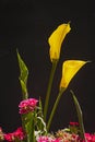 Yellow Arum Lily Zantedeschia elliottiana 2 Royalty Free Stock Photo