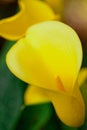 Yellow Arum Lily Royalty Free Stock Photo