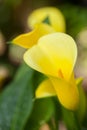 Yellow Arum Lily Royalty Free Stock Photo