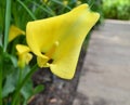 Yellow Arum Lily Royalty Free Stock Photo