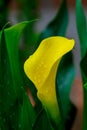 Yellow Arum Lily - Zantedeschia elliottiana Royalty Free Stock Photo