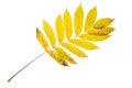 Yellow Ash leaves with stains isolated on a white. Royalty Free Stock Photo