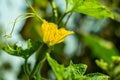 Yellow ash pumpkin flower and or winter melon or tallow gourd Royalty Free Stock Photo