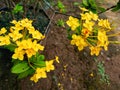 Yellow Ashoka flower plants on the terrace