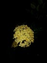 Yellow Ashoka flowers bloom in the garden at night