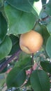 Yellow Asian pear, Pyrus pyrifera