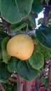 Yellow Asian pear, Pyrus pyrifera Royalty Free Stock Photo