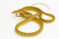 Yellow Asian vine snake hypo Ahaetulla prasina on white background