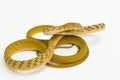Yellow Asian vine snake hypo Ahaetulla prasina on white background