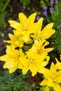 Yellow asiatic hybrid lilies. Bouquet of fresh flowers growing in summer garden.Blooming flowers. Summer sunny day Royalty Free Stock Photo