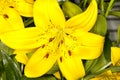 Yellow Asiatic Lilies