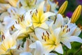 White yellow lilies at sunset in the garden Royalty Free Stock Photo