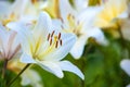 White yellow lilies at sunset in the garden Royalty Free Stock Photo