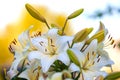 White yellow lilies at sunset in the garden Royalty Free Stock Photo