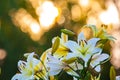 White yellow lilies at sunset in the garden Royalty Free Stock Photo