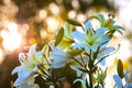 White yellow lilies at sunset in the garden Royalty Free Stock Photo