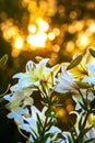 White yellow lilies at sunset in the garden Royalty Free Stock Photo