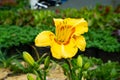 Yellow Asiatic Lily Flower blossom