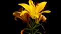 Yellow Asiatic Lily Wilting Timelapse