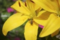 Yellow Asiatic Lily and Yellow Jacket Royalty Free Stock Photo