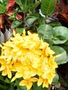 yellow asoka flowers give brightness to the garden