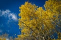 Yellow Aspen Autumn Leaves Against the Sky Royalty Free Stock Photo